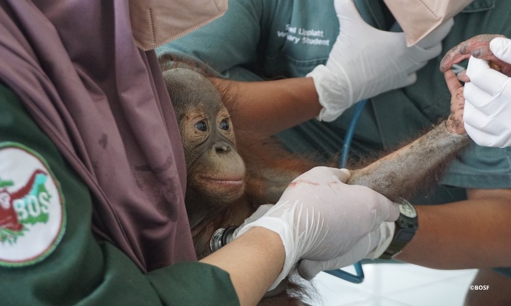 An orangutan arriving at a BOS sanctuary for triage