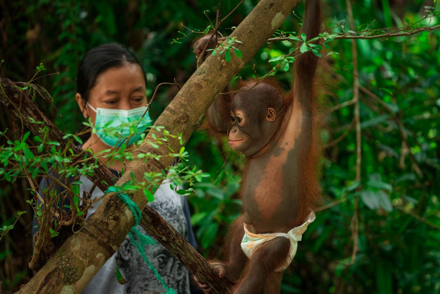 Young orangutans climbing during a Forest School lesson