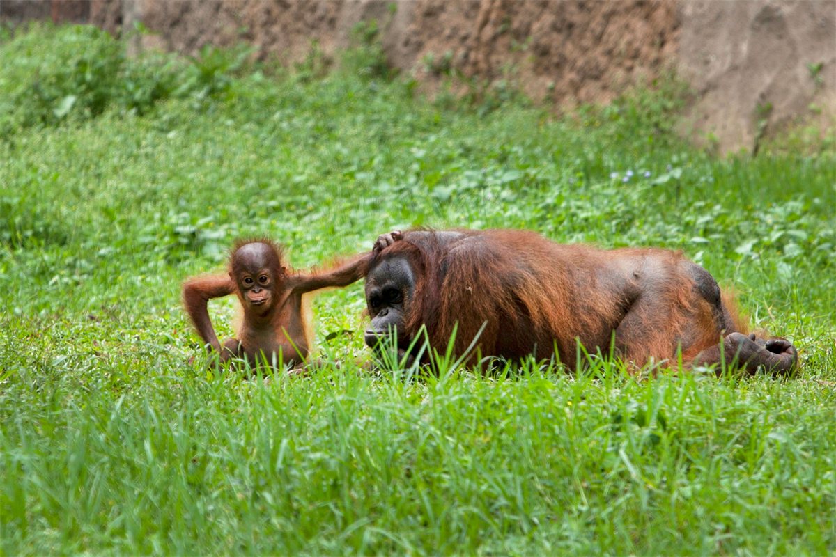 An orangutan being transported to protected forest for release