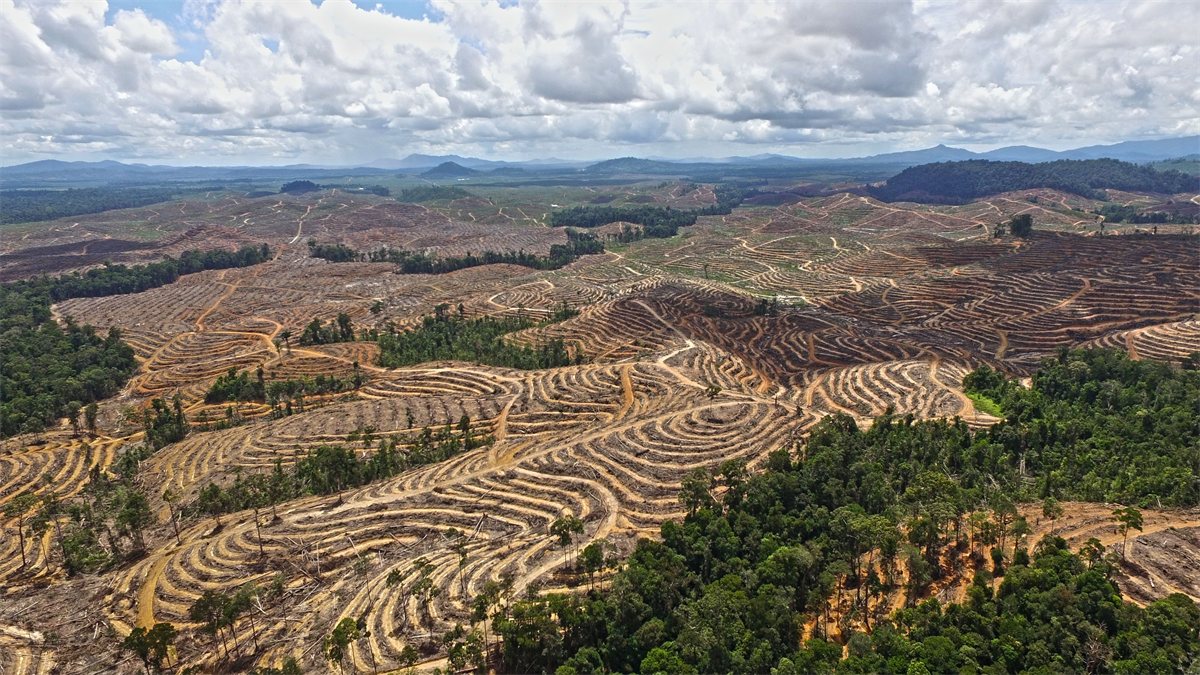 Rows of a palm oil plantation where forest once stood