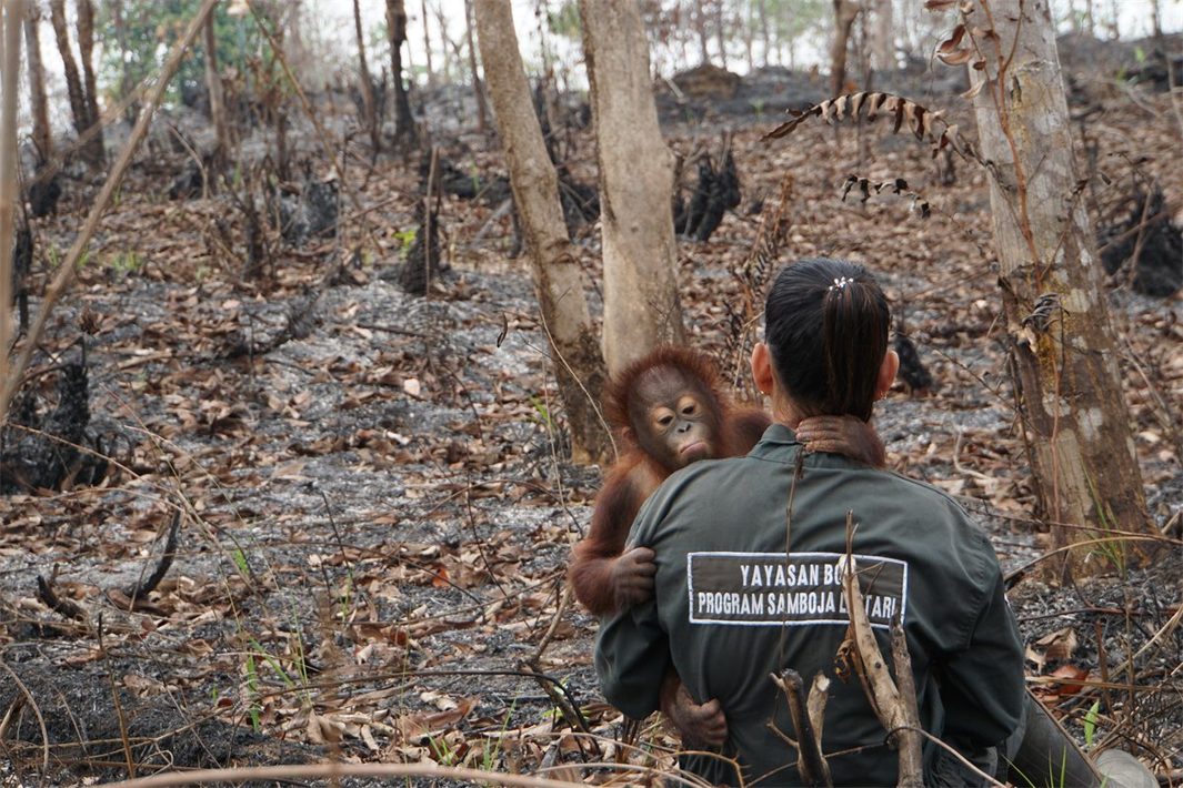 A ranger surveys burnt peatland forest