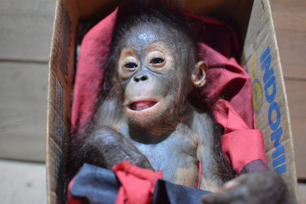 An infant orangutan rescued from a cage